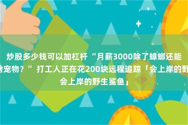 炒股多少钱可以加杠杆 “月薪3000除了蟑螂还能养得起啥宠物？” 打工人正在花200块远程追踪「会上岸的野生鲨鱼」