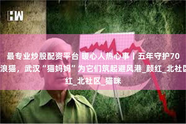   最专业炒股配资平台 暖心人热心事丨五年守护70余只流浪猫，武汉“猫妈妈”为它们筑起避风港_颜红_北社区_猫咪