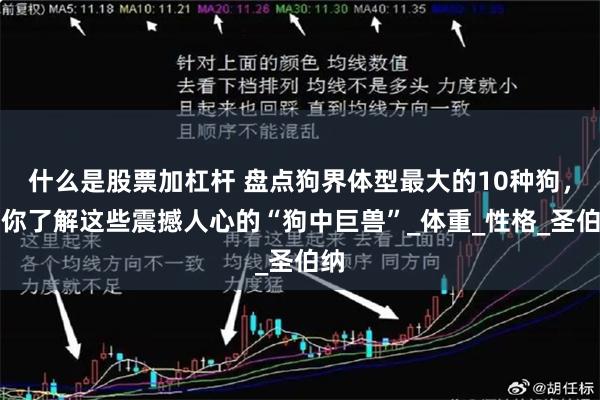 什么是股票加杠杆 盘点狗界体型最大的10种狗，带你了解这些震